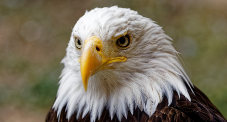 Fototapeta premium aigle