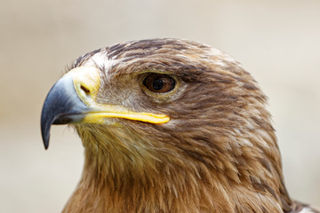 aigle