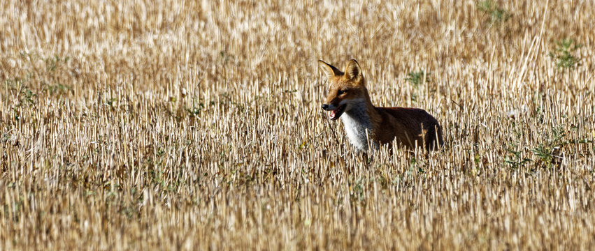 renard