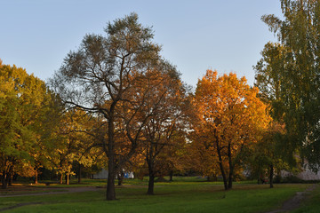 Naklejka premium Autumn landscape with colorful foliage of trees in a city park. Two oak trees with autumn leaves on a sunny day.