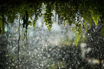 sunlight through trees