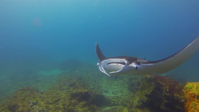 Manta Ray Close Up. Big Mantaray Or Reef Manta Feeding & Swimming Over Sunlit Coral Reef In Blue Sea Water. Pelagic Filter Feeder & Marine Life Underwater Wide Angle View