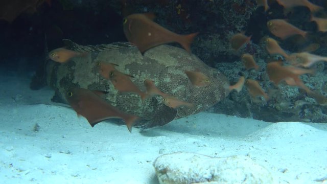 Brown-marbled grouper hidden in underwater cave, 4K stock video footage