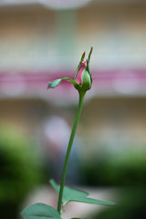 little rose, green and red color, light background