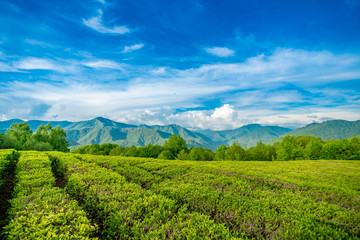 Obraz premium Amazing landscape view of tea plantation