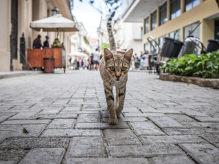 Cat in Cuban street