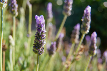Lavender Plant Up Close