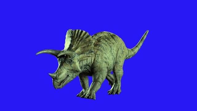 Triceratops dinosaur on blue background 3D render