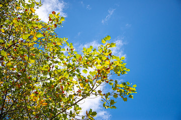 Obraz premium 秋の樹木