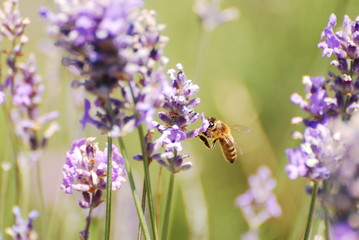 Lavande, Alpes Maritimes, France