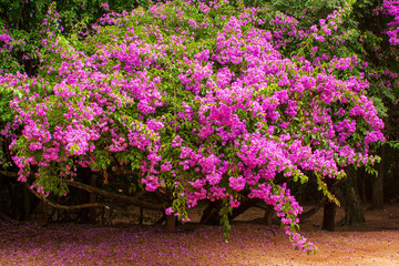 Primavera IMG_8365