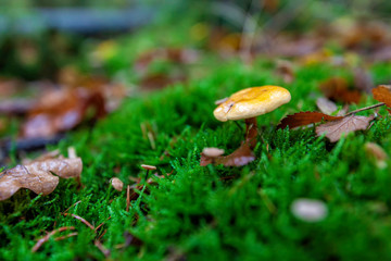 mushroom in the forest