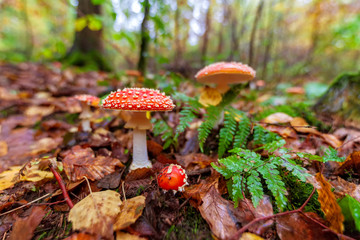 fly agaric mushroom in the forest