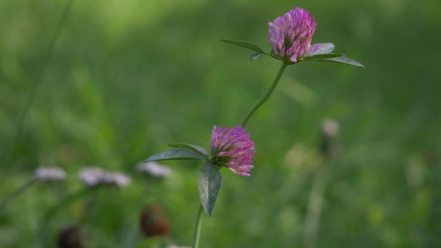 Red purple clover trefoil flowers trifolium pratense close up view summe time in green grass