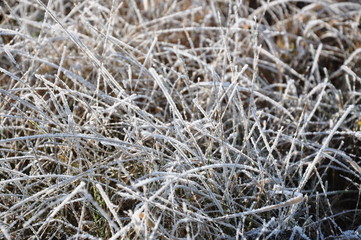 Hoarfrost on the grass. Moscow, Russia.