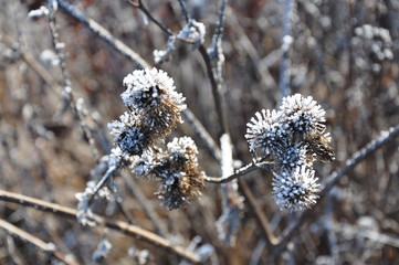 Hoarfrost on the grass. Moscow, Russia.