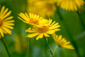 Yellow flowers on green background