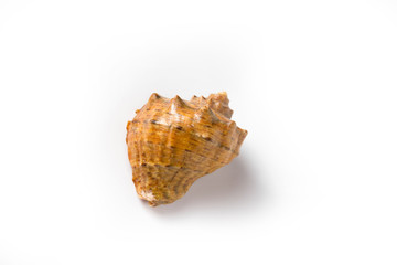 Seashell on a white background isolate