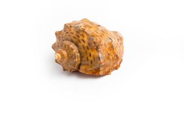 Seashell on a white background isolate