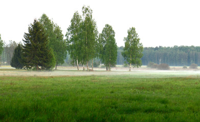 abendlicher Bodennebel am Rande des Białowieża-Urwald in Polen - Białowieża Forest in Poland