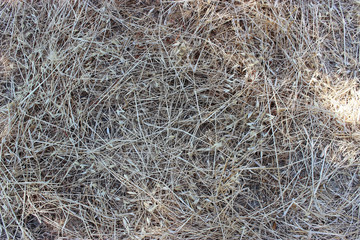 Texture of dry hay, mowed dry grass texture