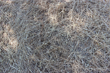 Texture of dry hay, mowed dry grass texture
