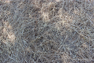 Texture of dry hay, mowed dry grass texture
