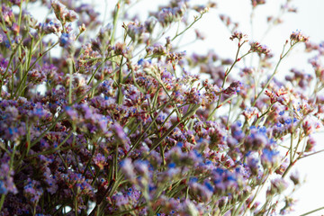 Little purple flowers on a twig