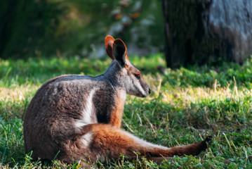 ring-tailed wallaby