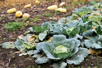cabbage in vegetable garden