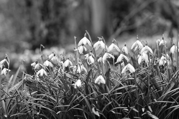 spring white flowers