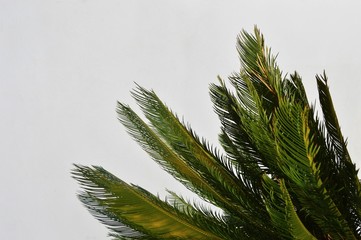 branch of a tree exotic