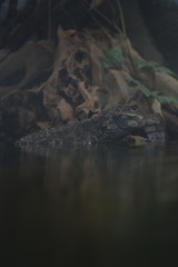 crocodile in water