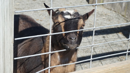 Friendly Goat