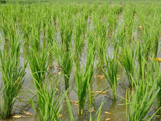 Obraz premium Green rice plants in a paddy field in evening sunlight of a rural area in the North of Thailand