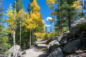 Hiking trail in the mountains lined with beautiful aspen trees