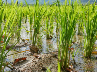 Green rice plants in a paddy field in evening sunlight of a rural area in the North of Thailand