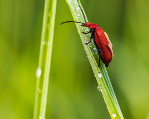 Red Cardinal Beetle on a blade of grass