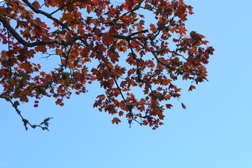 tree in autumn