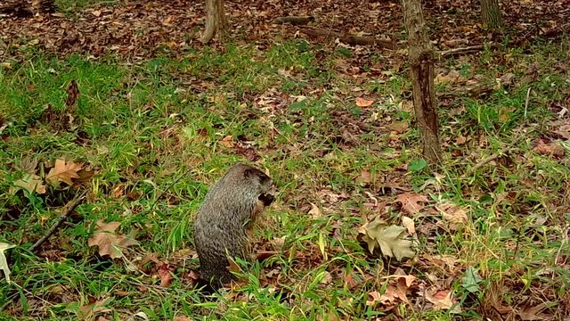 wild groundhog feeding in forest during fall