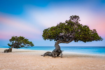 Divi-Divi trees on Eagle Beach. Typical strong trade winds constantly battering the island shake...