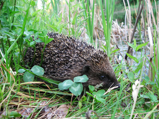 Wild cute hedgehog close up in green grass