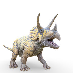 triceratops is ready on white background