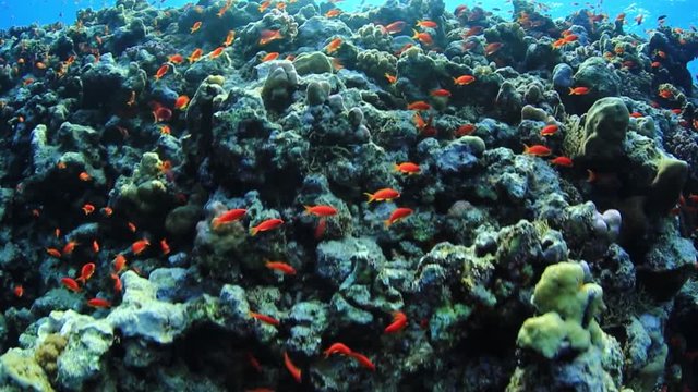 Anthias fish of Red Sea, Sudan.