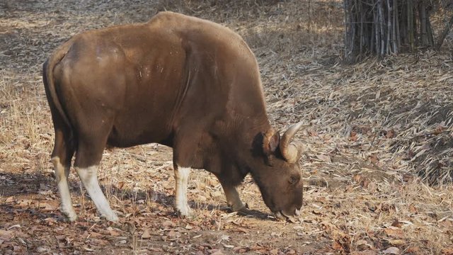 morning shot of a bull gaur grazing at tadoba andhari tiger reserve in india