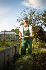 Senior gardener gardening in his permaculture, organic garden