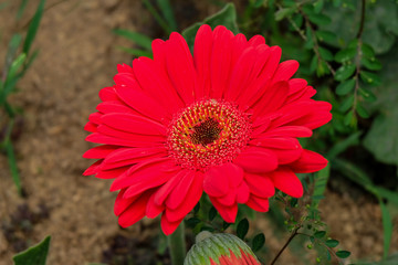 Garbera Flower at Pengotan Flower Garden