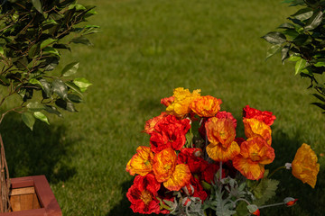 beautiful bouquet of bright flowers on a green background