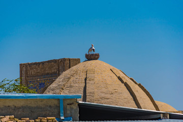 cupola with stork nest, bukhara, uzbekistan