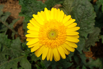 Garbera Flower at Pengotan Flower Garden